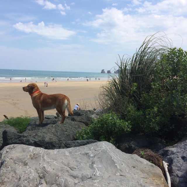  perro en la playa de Hendaya 