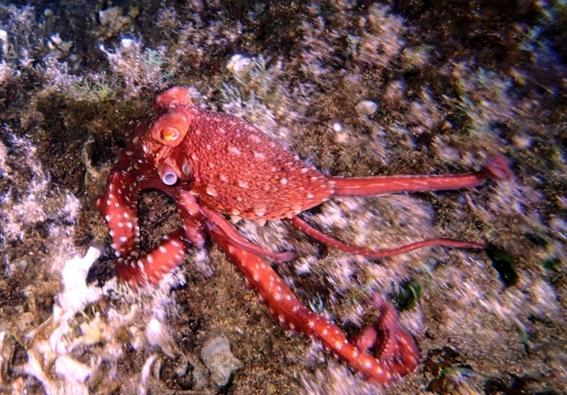  Wunderbare Tiere