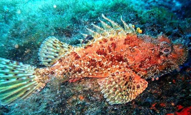  Unglaubliche Artenvielfalt im Meer 