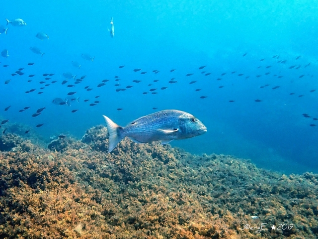 Corail des fonds marins 
