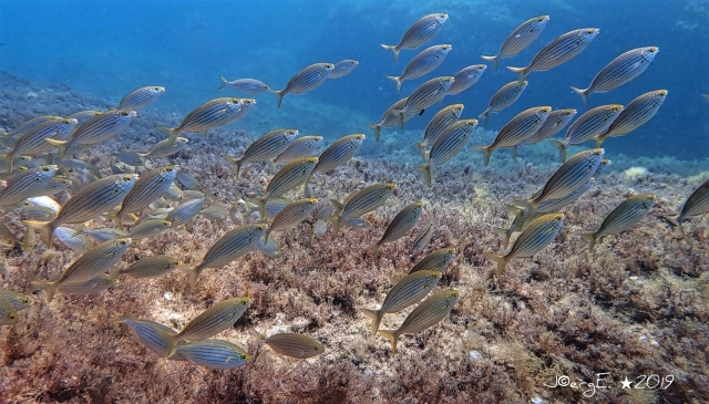 Banc de poissons dorées