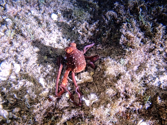 Pieuvre dans la mer 