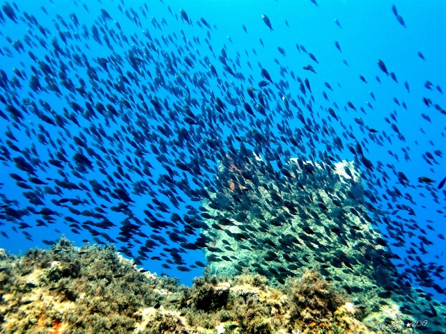 Plongée snorkeling 