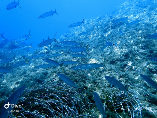 Poissons pris en photo 