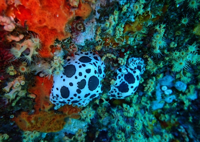 Unglaubliche Artenvielfalt 