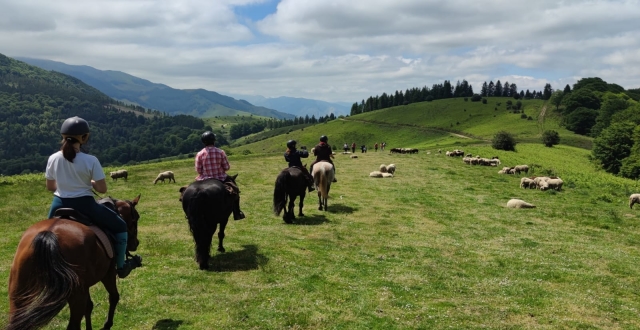 On se suit à la queue leu-leu entre les moutons ! 