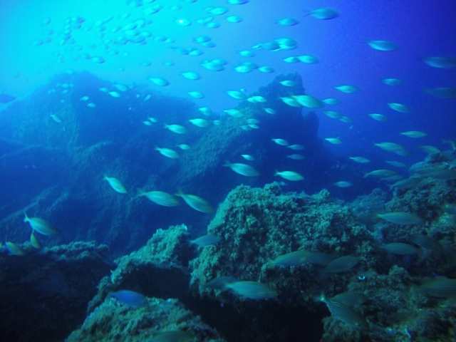  Banco de peces 