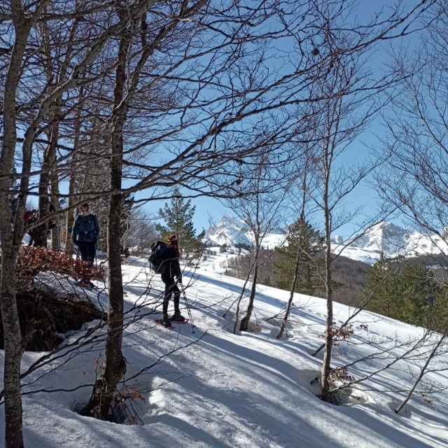 Ciaspolate tra gli alberi