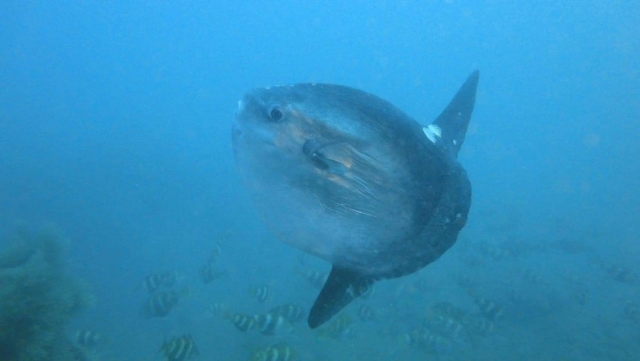  Fascinating species. 