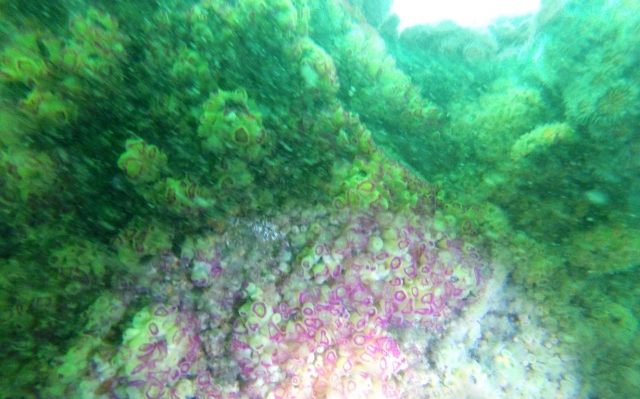 Marine biodiversity not to be missed. 