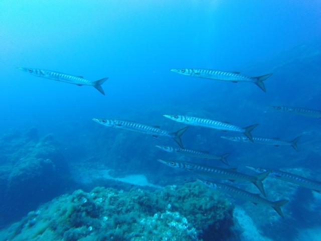 Les bancs de poissons en mer 