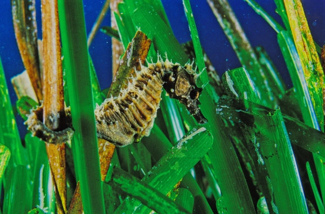 L'hippocampe se balade entre les herbiers 