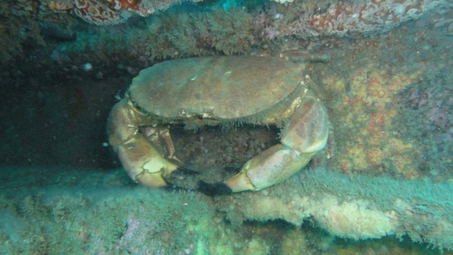 Crabe de grosse taille caché entre deux rochers 