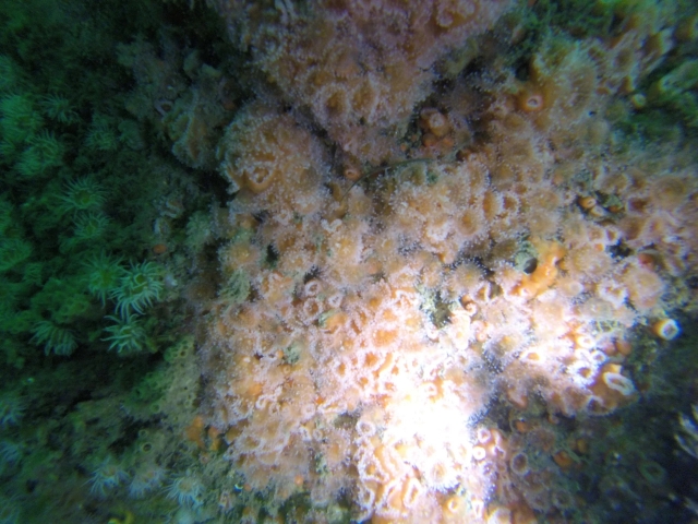 Les coraux des fonds marins 