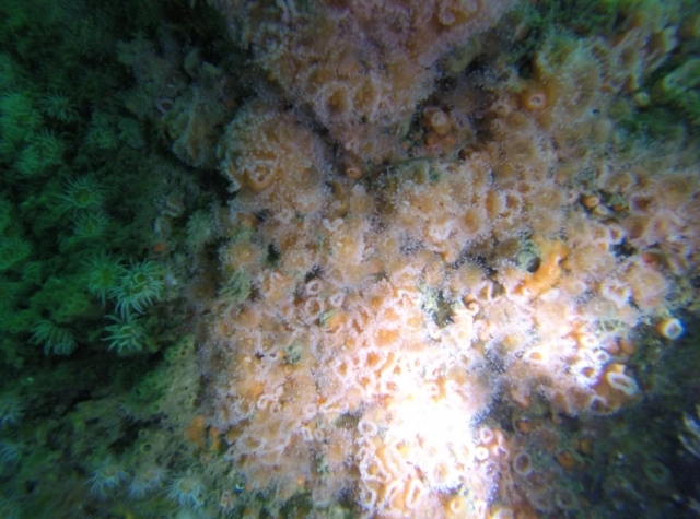  Magnificent biodiversity 