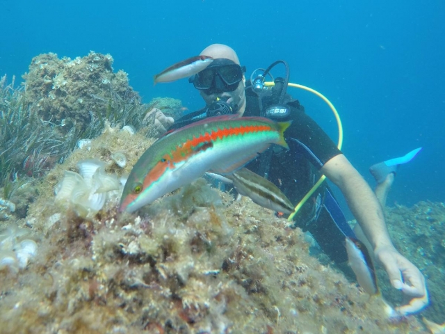Le faune et la flore de la Méditerranée vues au plus près 