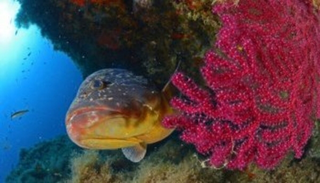 Die Fauna und Flora der korsischen Gewässer 