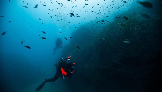 Entouré par la faune marine au fin fond des eaux 