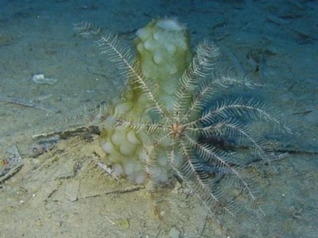  Scoperta delle specie sottomarine.. 
