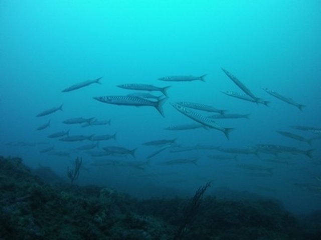 Des barracudas.
