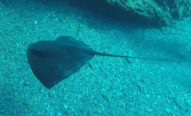  Increíble biodiversidad marina 