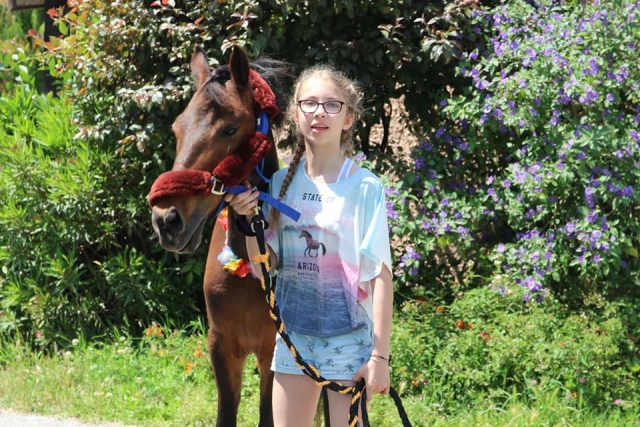 Petit Poney du sud de la France 