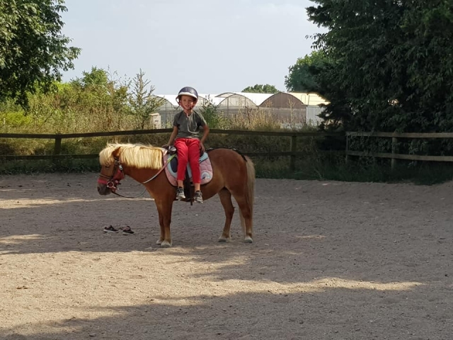 Poney marron à la crinière blonde cendrée
