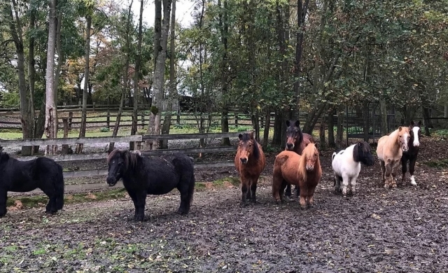  Diese kleinen Ponys warten nur auf Ihre Kinder! 