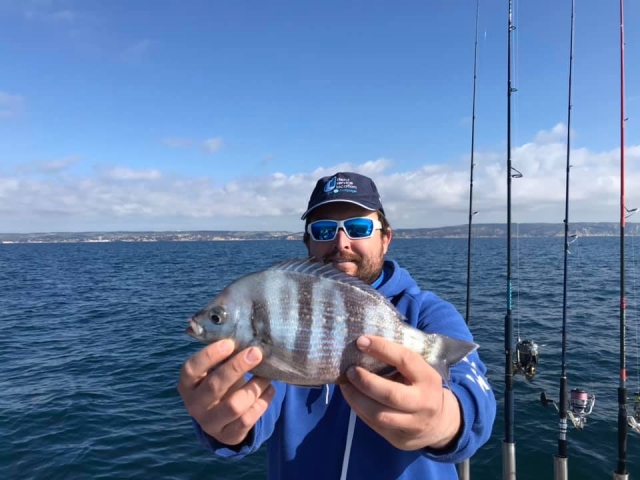  Super gestreifter Fisch 