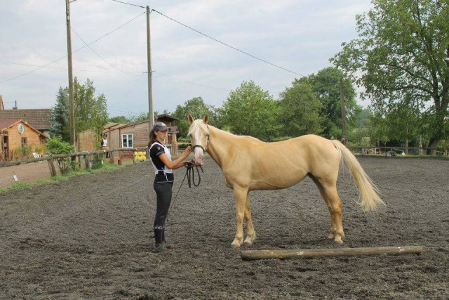 Préparation du cheval