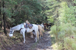 Passeggiate a cavallo in Saône-et-Loire - Giorno
