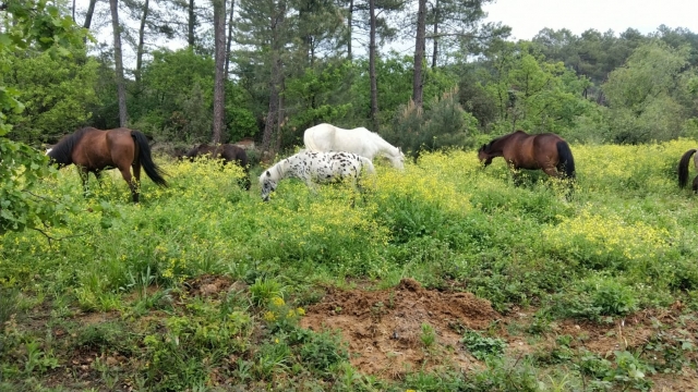 Our horses surrounded by nature 