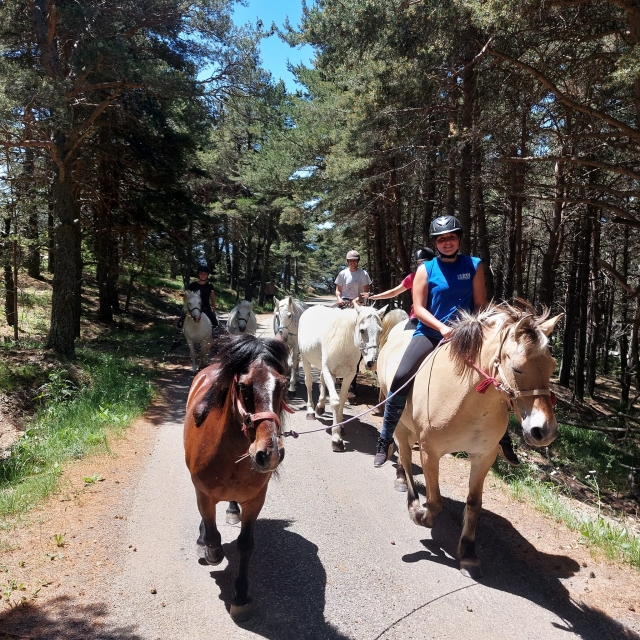  En los bosques de los Altos Alpes 
