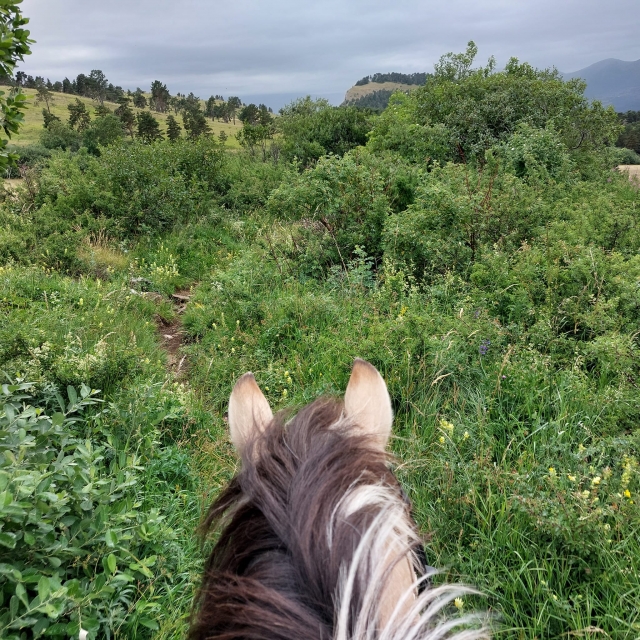  Rodeado de vegetación 