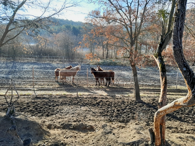 Nos chevaux n'attendent que vous !