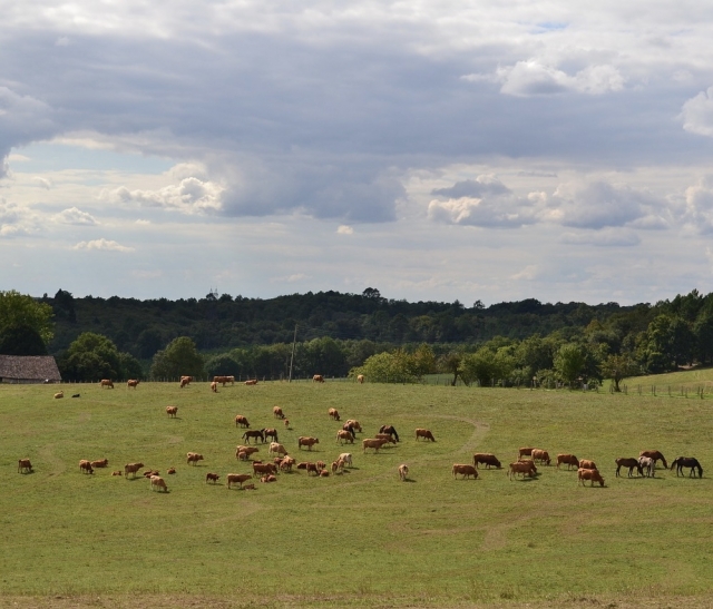  La calma de los campos de Dordoña 
