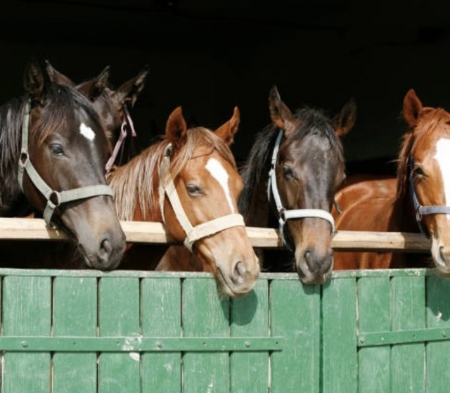 Les chevaux se reposent dans l'écurie 