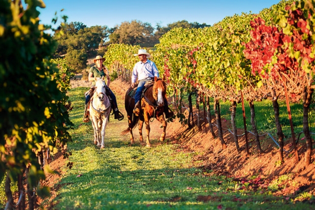 Balade à cheval dans les vignes ensoleillées