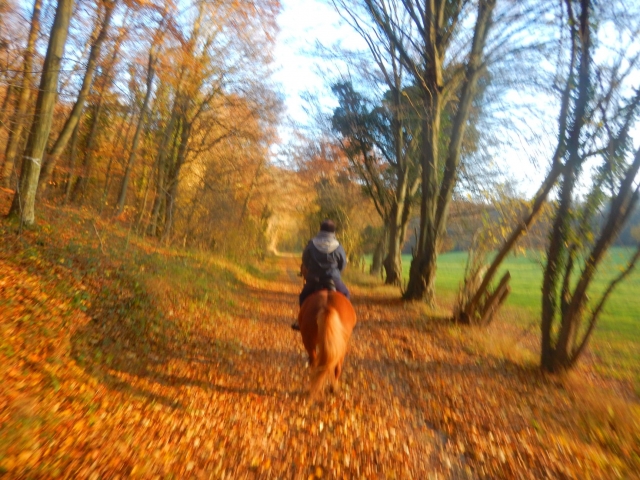  Horseback riding for a day 