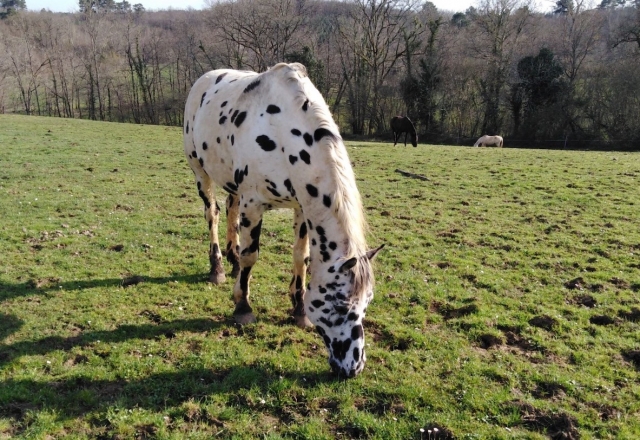  Nuestro caballo blanco.