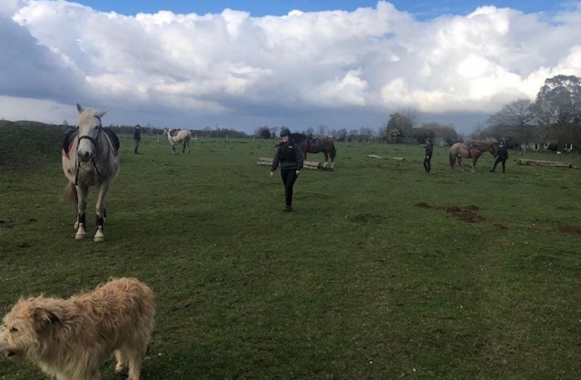  Happy Horses 