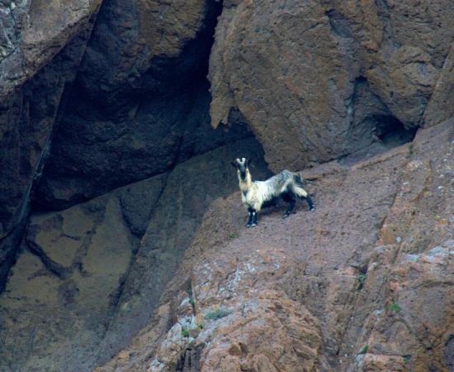  Cabra que camina entre las rocas de Porticcio