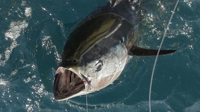  Descubrimiento de peces con pesca. 