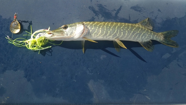 ¡Pike recién capturado por nuestro instructor! 