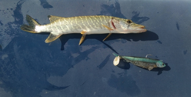  Aguas llenas de peces para darse el gusto de pescar 