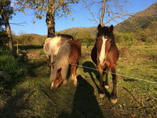 Ende des Tages für die Ponys 