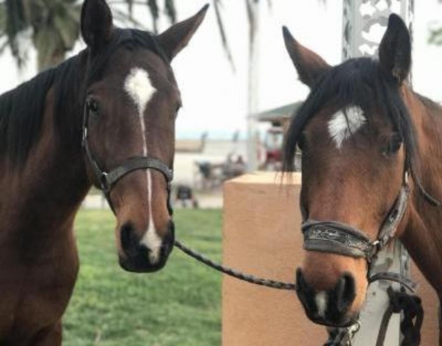  Unsere Ponys warten auf Sie! 