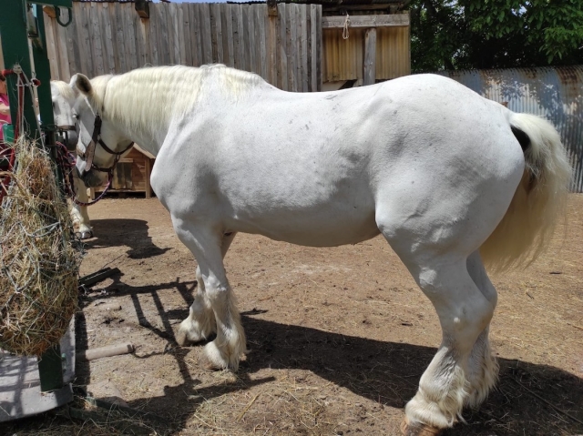 Il nostro cavallo al Mercantour. 
