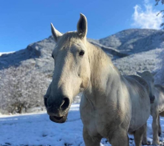  Cavallo bianco in mezzo alla neve 