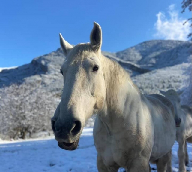 Des chevaux magnifiques